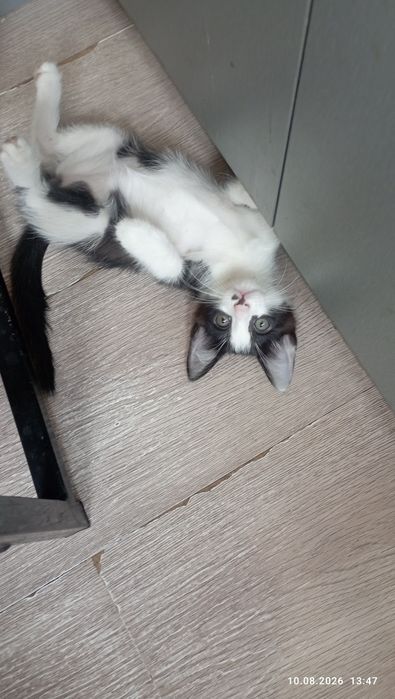 Отдам мать и её 5ых котят