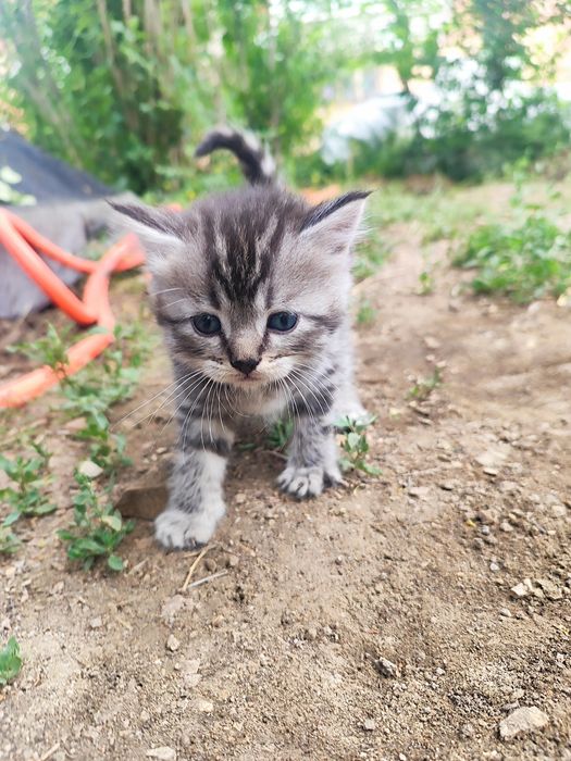 Котята бесплатно