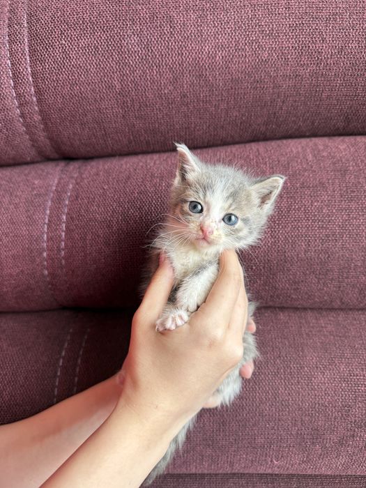 Ласковые котята ищет семью