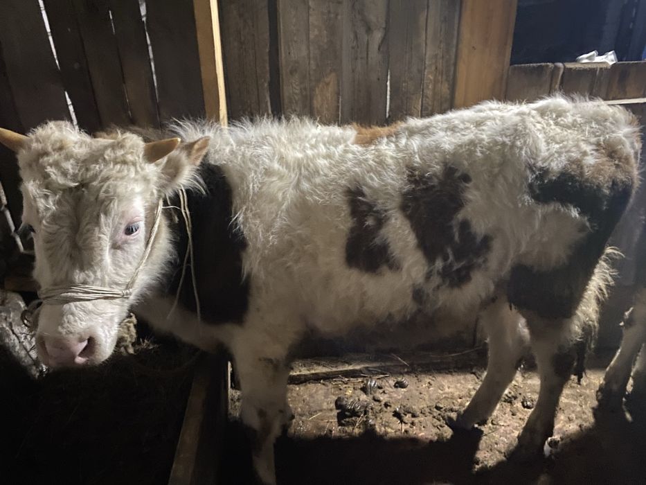 2 бас бұқа сатылады 1,5 жасар байланған