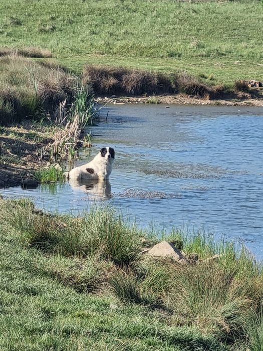 Femelă de piton regal