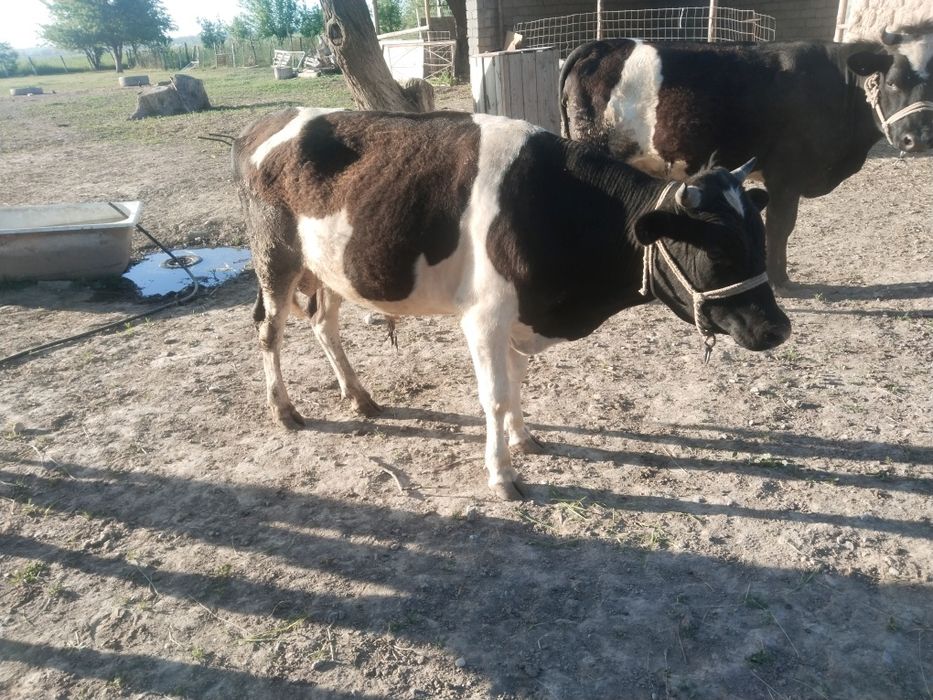 Букалар сатылады