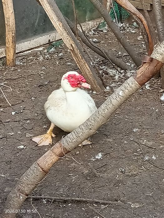 Селезня индоутки продам