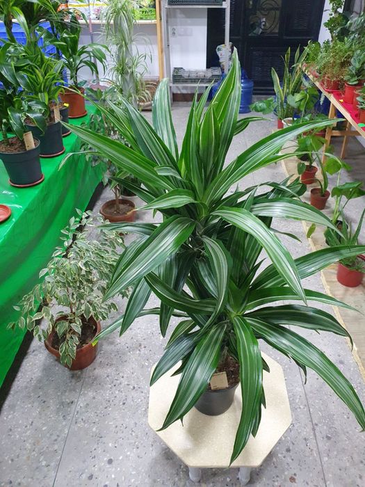 Drasena yulises драцена юлисес