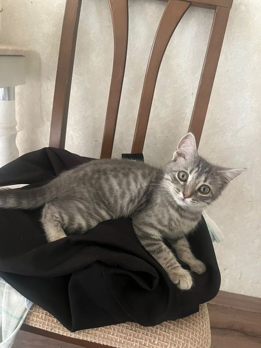 Отдам котёнка в добрые руки