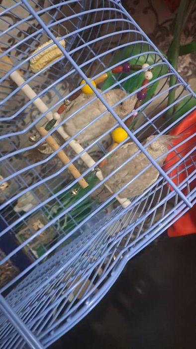 Papugay sotiladi avganski