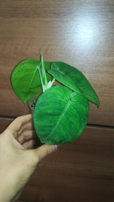 сингониум Холодное сердце