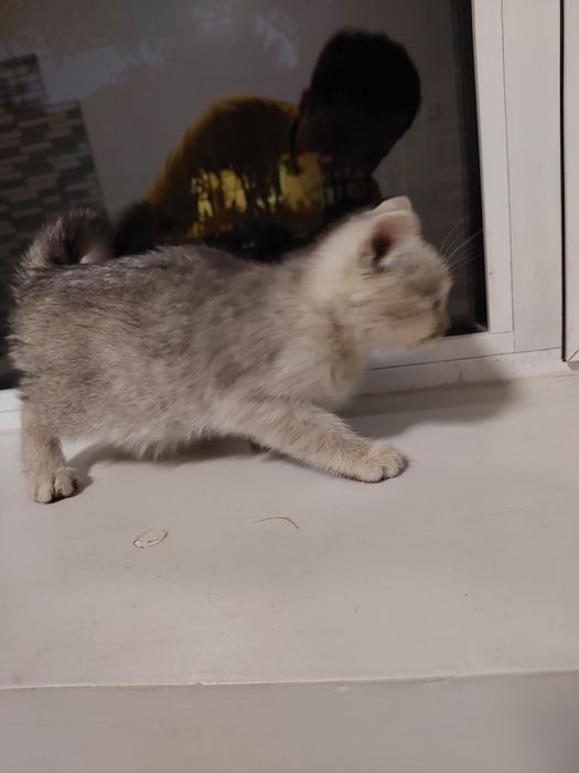 Скоттиш страйт с окрасом серебристой шиншилы