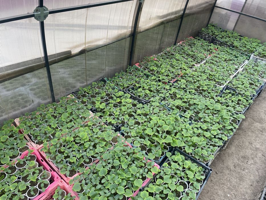 Рассада огурцы помидор