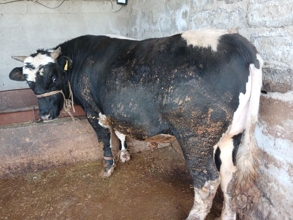 СемізбұхаларСатылады