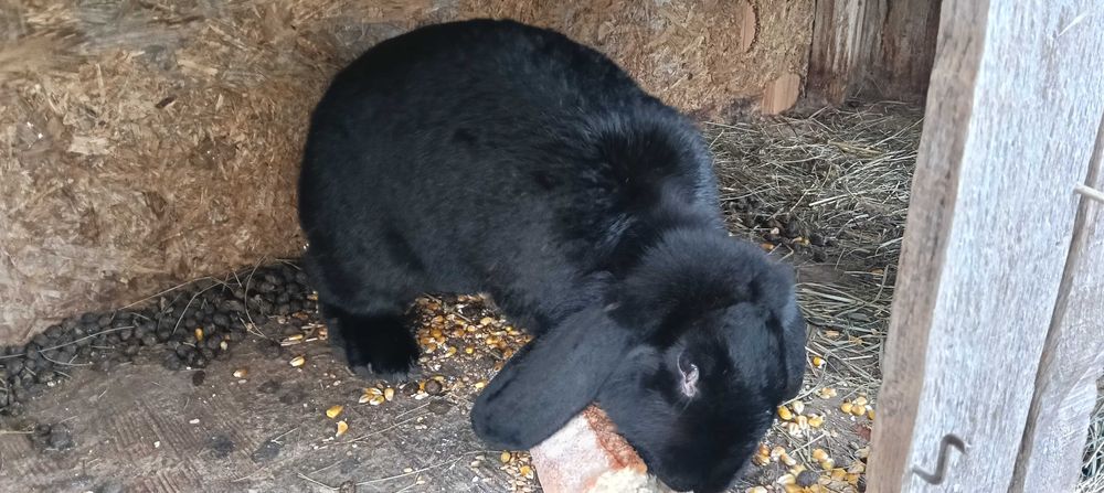 Vând iepuroaica 3 ani