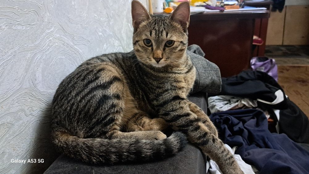 Котенок домашний мальчик