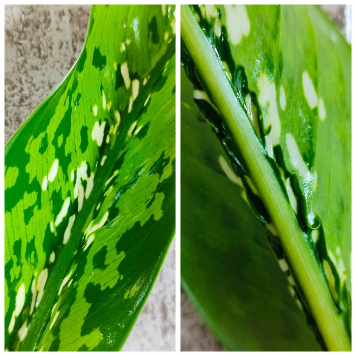 Dieffenbachia Crocodile