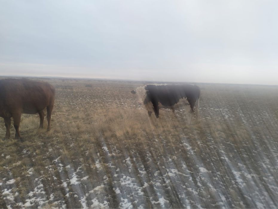 Ак бас тұқымды бука сатамын!!!