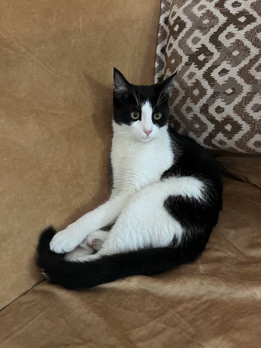 Котенок 6 месяцев