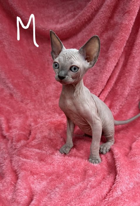 Котята канадского сфинкса