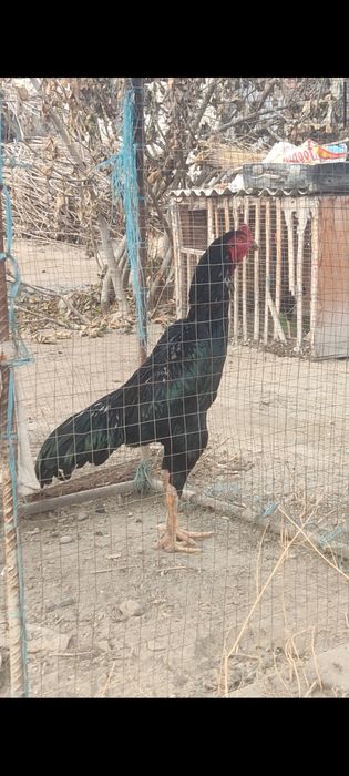 toza turk makyon bilan shamo xoroz