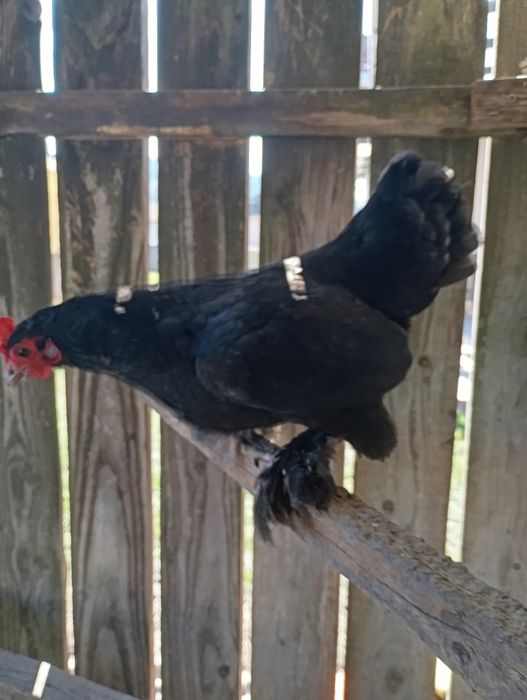 Vând o familie de liliputi 4 găini adulte și un cocos plus o găi.feoni