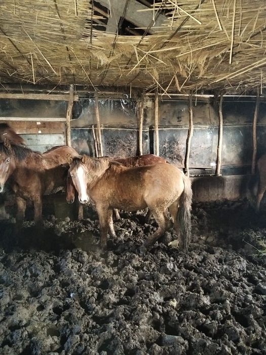 Жылқы семіз сатылады