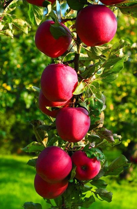 Продаёться Саженцы сортове