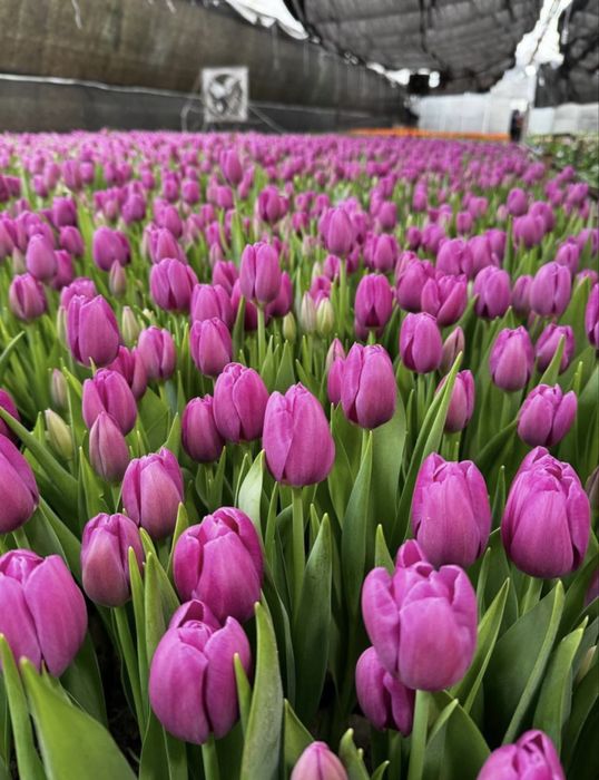 Тюльпаны оптом к 8 марта