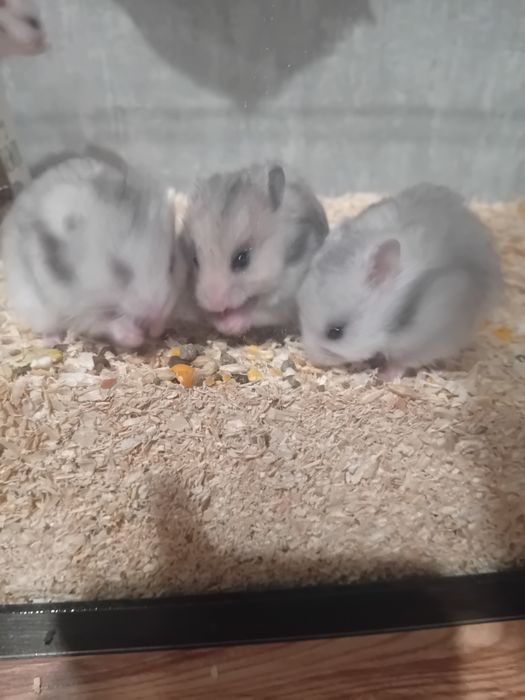 Продавам хамстерчета