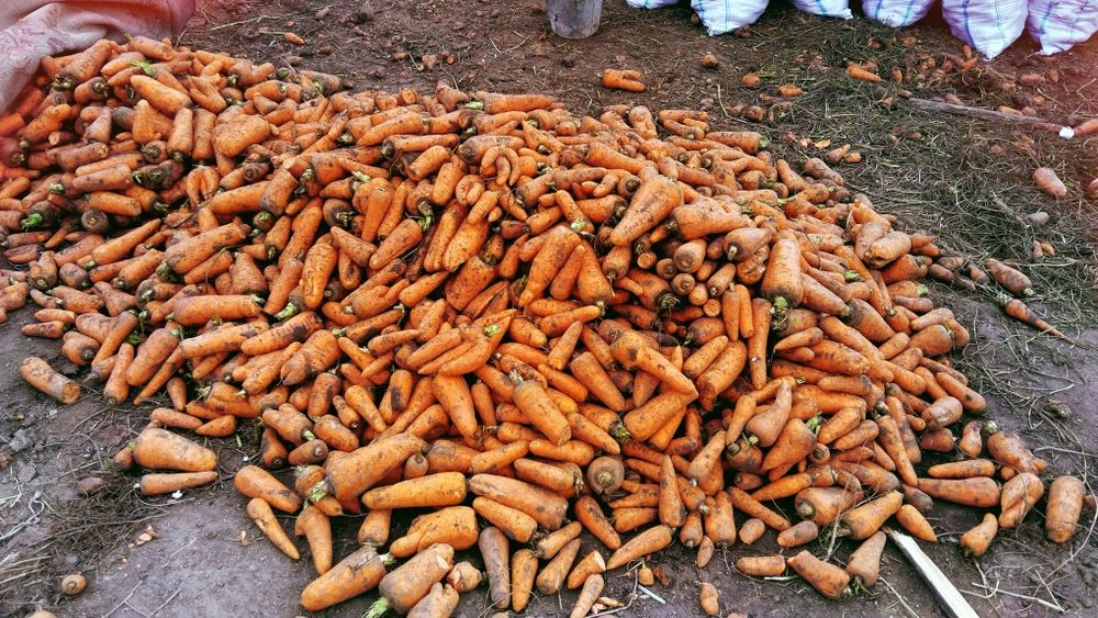 Продам морковь .