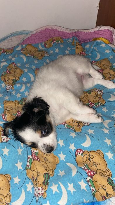 Продам щенков той терьер