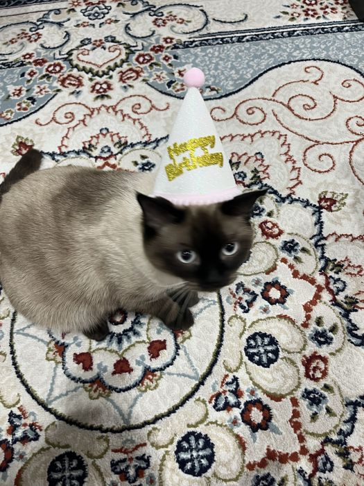 Отдам кота в добрые руки