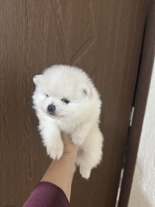 Бели малки Кученца