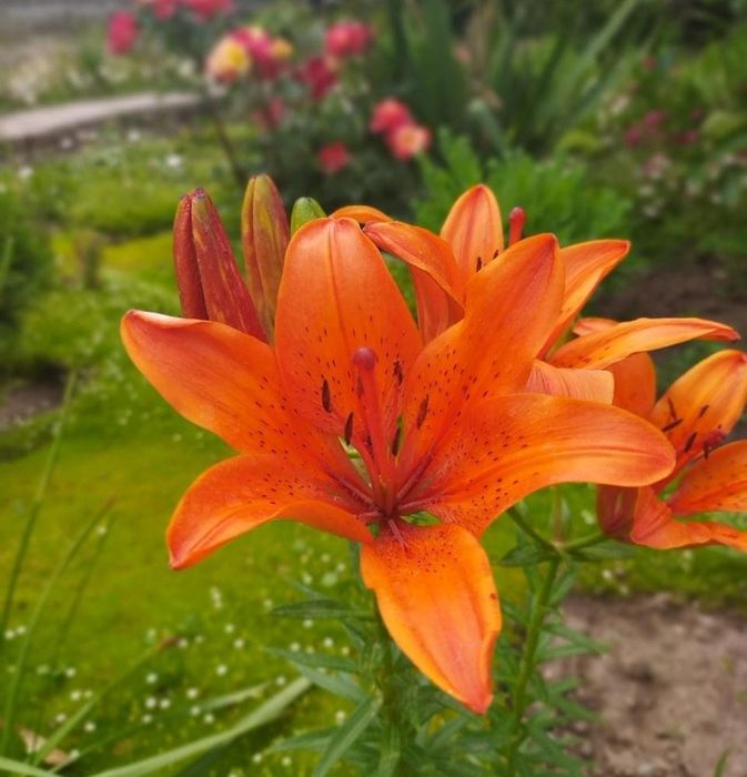 Продам луковицы лилии на посадку