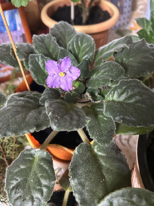 Продам Фиалки сортовые