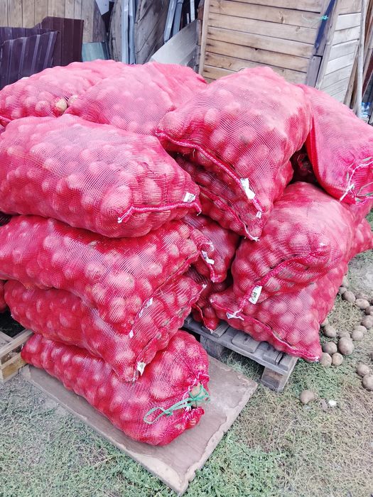 Продам картофель