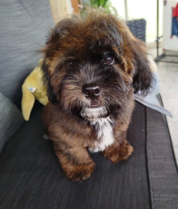 Shih poo/Mini poodle
