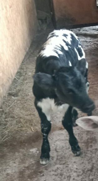 Продам бычка подсосный