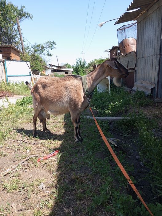 Продам козу двойную