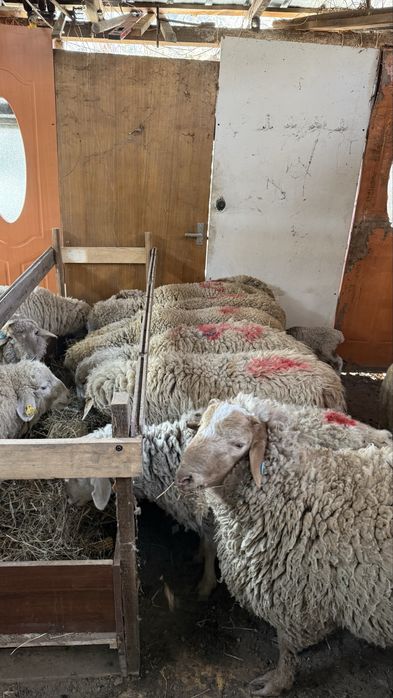 Қой сатамын, жемде тұрған, семіз.