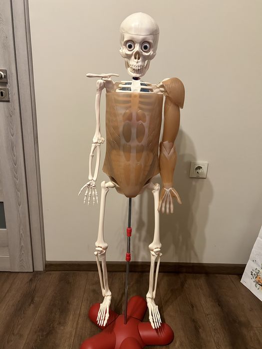 Колекция човешкото тяло