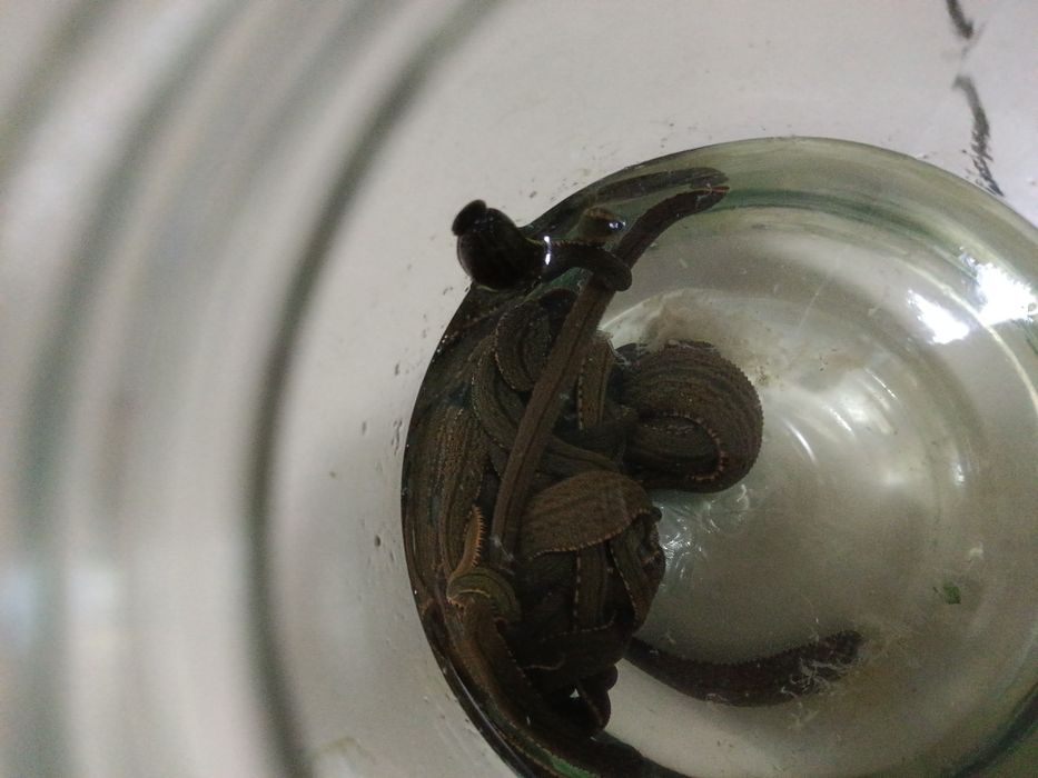 Зулук пиявка сотамиз дона ва оптом