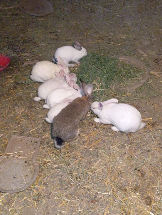Продаётся кролики