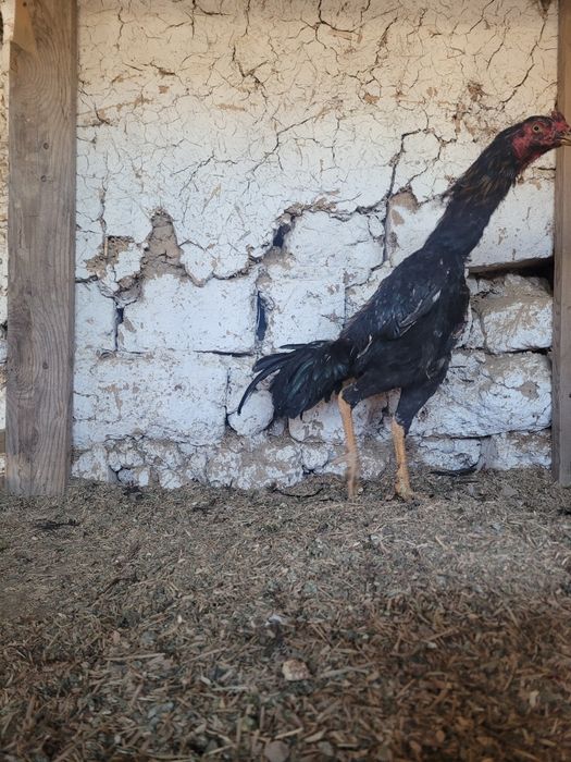 Brama xoroz va dakan xoroz