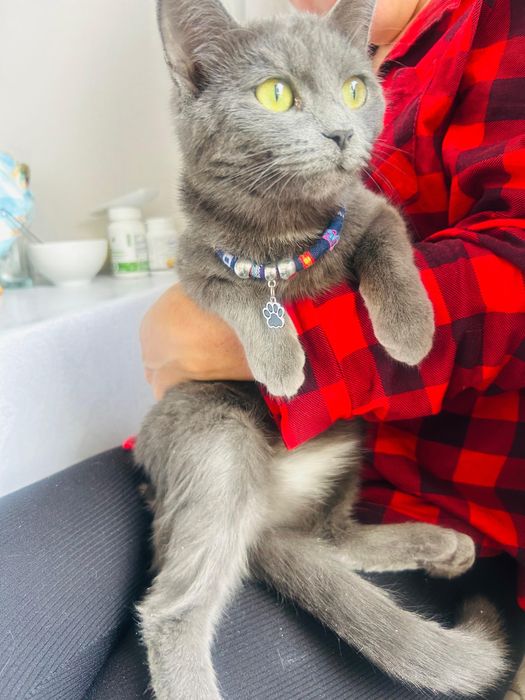 Котенокк Девочка