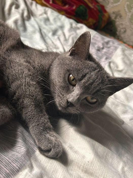 Британский хорошие милые кошки