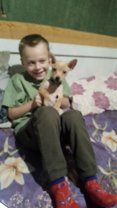 Собачка Чухуахуа, Алматинская область