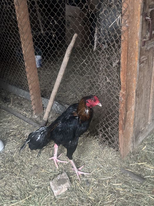 Декан бойцовский