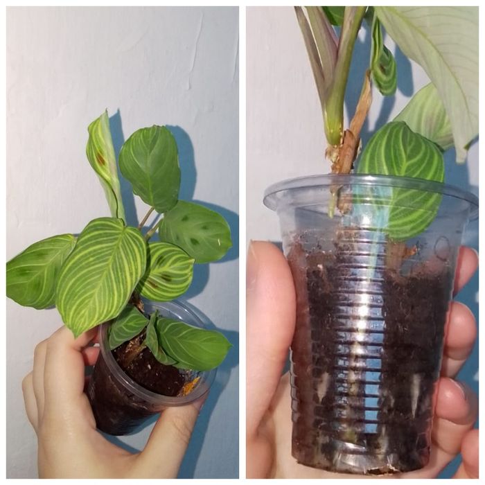 Цветы продажа петропавловск