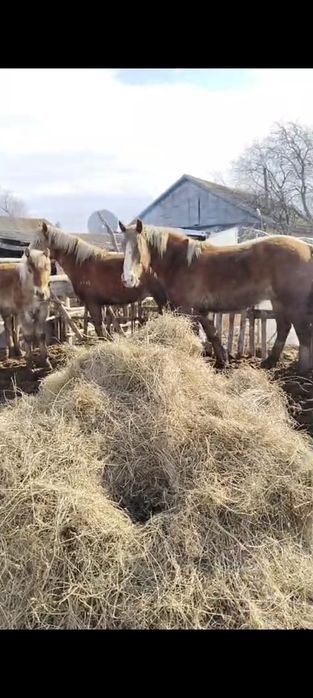 Продам лошадей тяжиков.
