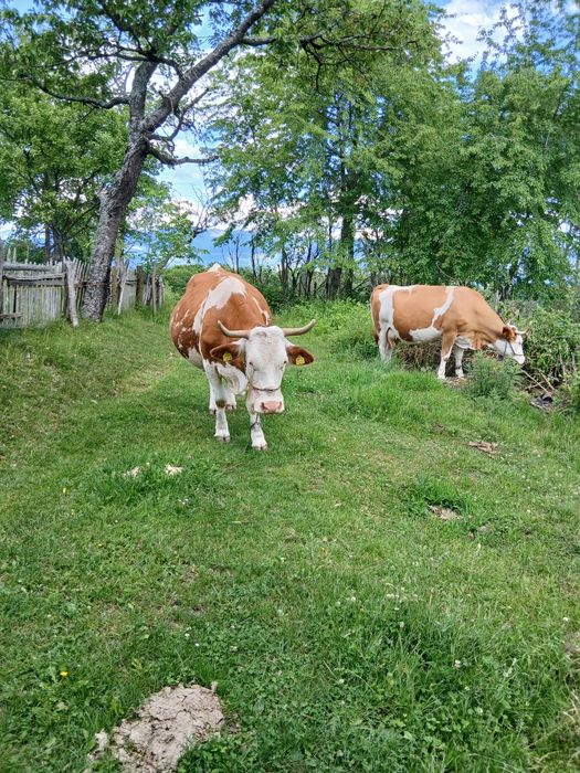 3 vacii de vânzare