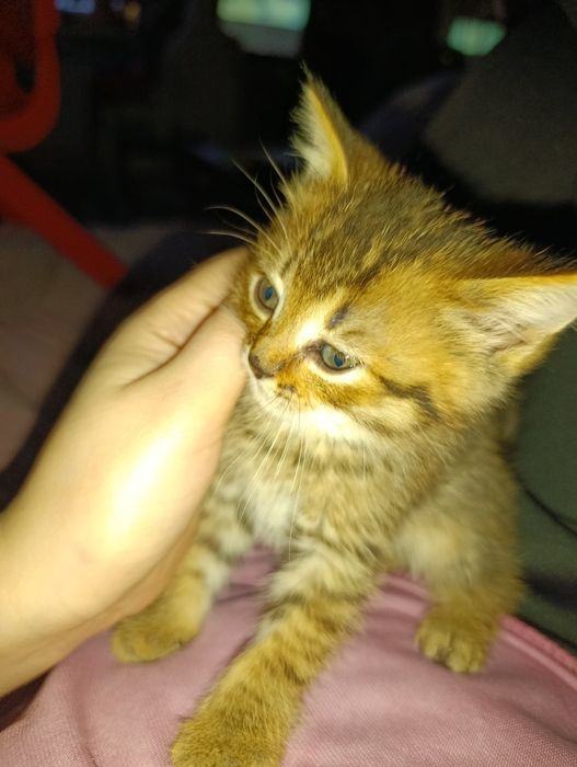 Отдам котят 1,5 месяцев