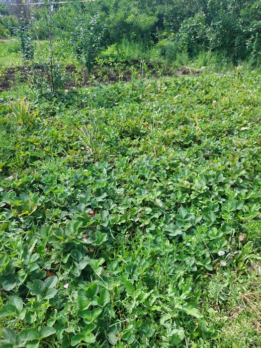 Продам дачный участок